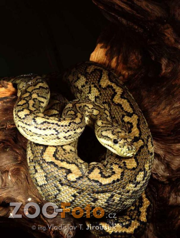 Krajta kobercová Morelia spilota variegata