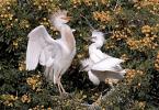 Volavka rusovlasá, Bubulcus ibis, Cattle Egret 