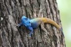 Agama, Agama africana