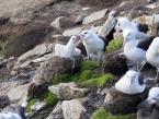 Albatros černobrvý, Thalassarche melanophris, Black-browed Albatross