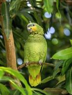 Amazoňan oranžovokřídlý, Amazona amazonica, Orange-winged Amazon