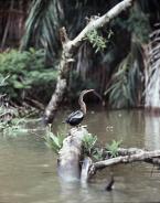 Anhinga americká, Anhinga  anhinga, Anhinga 