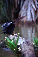 Anhinga americká, Anhinga  anhinga, Anhinga 