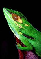 Anolis  Anolis smallwoodi