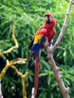 Ara arakanga, Ara macao, Scarlet Macaw