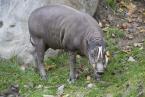 Babirusa celebeská, Babyrousa babyrussa, Buru babirusa