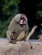 Babuin Papio cynocephalus  Baboon