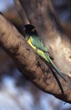 Barnard límcový, Barnardius zonarius, Austarlian Ringneck 