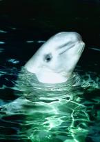 Běluha mořská Delphinapterus leucas White Whale 