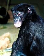 Bonobo, Pan paniscus, Bonobo