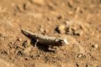 Brokesie malá, Brookesia peyrierasi, Peyrieras' pygmy chameleon