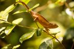 Chameleon, Calumma gastrotaenia, Perinet chameleon