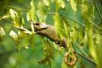 Chameleon, Calumma oshaughnessyi, O'Shaughnessy's Chameleon