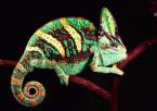 Chameleon jemenský Chamaeleo calyptratus