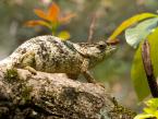 Chameleon krátkonohý, Calumma brevicorne, Calumma brevicorne