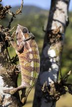 Chameleon pardálí, Furcifer pardalis, Panther chameleon