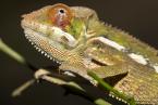 Chameleon pardálí, Furcifer pardalis, Panther chameleon