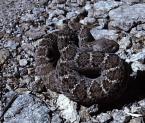 Chřestýš, Crotalus atrox