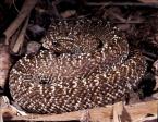 Chřestýš venezuelský Crotalus vegrandis