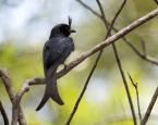 Drongo chocholatý, Dicrurus forficatus, Crested drongo 