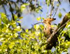 Dudek chochlatý, Upupa epops marginata, Madagascan hoopoe