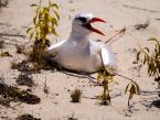 Faeton červenoocasý, Phaethon rubricauda, Red-tailed tropicbird