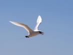 Faeton červenoocasý, Phaethon rubricauda, Red-tailed tropicbird