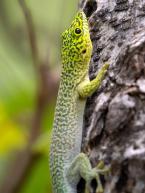 Felsuma Standingova, Phelsuma standingi, Standing´s day gecko