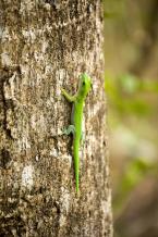 Felzuma madagaskarská, Phelsuma madagascariensis, Madagascar day gecko