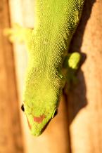 Felzuma madagaskarská, Phelsuma madagascariensis, Madagascar day gecko