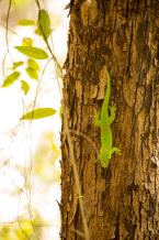 Felzuma madagaskarská, Phelsuma madagascariensis, Madagascar day gecko