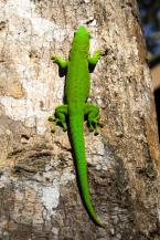 Felzuma, Phelsuma guatta, 