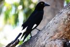 Flétňák stračí, Strepera graculina, Pied Currawong