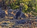 Frankolín rezavokrký, Francolinus castaneicollis, Chestnut-naped Francolin