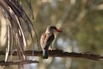 Ledňáček kápový, Halcyon albiventris, Brown-hooded Kingfisher