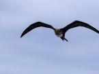 Fregatka obecná, Fregata magnificens, Magnificent frigatebird