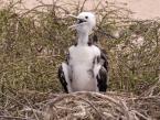 Fregatka obecná, Fregata magnificens, Magnificent frigatebird