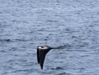 Fregatka obecná, Fregata magnificens, Magnificent frigatebird