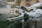 Gaviál indický, Gavialis gangeticus, Gharial