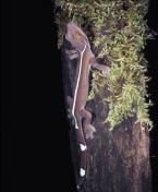 Gekon  Gekko vittatus