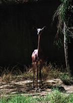 Gerenuk, Litocranius walleri, Gerenuk 