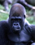 Gorila nížinná, Gorilla g. gorilla,  Western Lowland Gorilla 