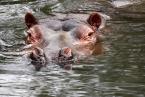 Hroch obojživelný, Hippopotamus amphibius