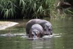 Hroch obojživelný, Hippopotamus amphibius