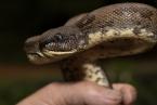 Hroznýš psohlavý, Sanzinia madagascariensis,  Madagascar tree boa 