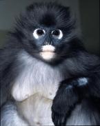 Hulman tmavý,  Trachypithecus obscurus, Dusky Leaf Monkey