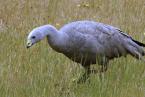 Husa kuří, Cereopsis novaeholladie, Cape Barren Goose