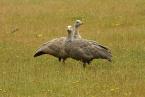 Husa kuří, Cereopsis novaeholladie, Cape Barren Goose