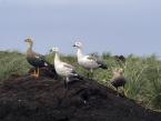 Husice magellanská, Chloephaga picta, Magellan Goose