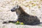 Hyena skvrnitá, Crocuta crocuta, Spotted hyaena